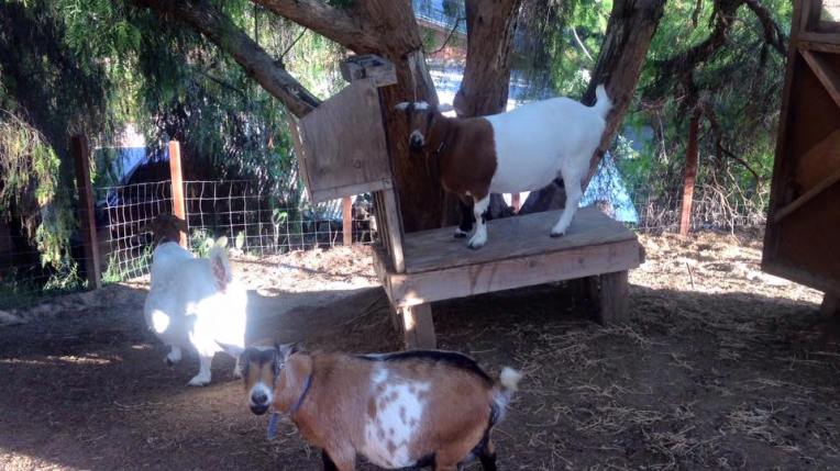 12004973_10207094504668728_9169777438146137332_n